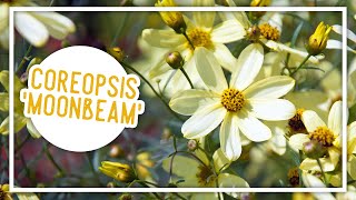 Plant of the Week Coreopsis Moonbeam [upl. by Edme]