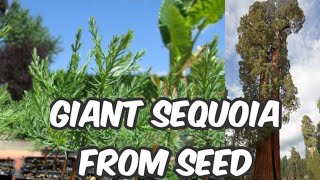 How To Grow Giant RedwoodSequoia From Seed [upl. by Jariah]