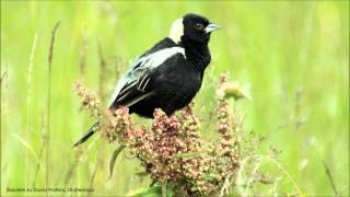 Bobolink Song [upl. by Eelam580]