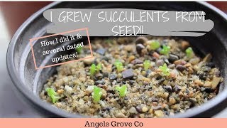 How to Grow Succulents From Seeds🌵  Angels Grove Co [upl. by Liberati]