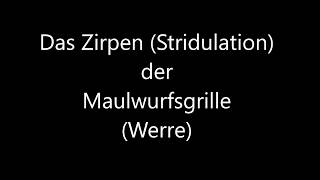 Das Zirpen Stridulation der Maulwurfsgrille 12020 [upl. by Jannery]