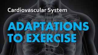 Adaptations to Exercise  Cardiovascular System 07  Anatomy amp Physiology [upl. by Wachter]