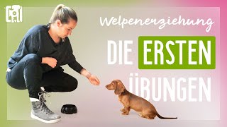 Die ersten Übungen in der Welpenerziehung [upl. by Nilloc8]