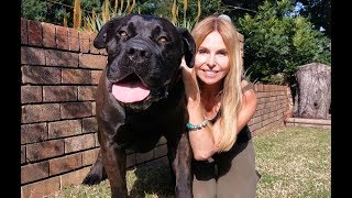 THE BOERBOEL LION DOG  MOST POWERFUL MASTIFF IN SOUTH AFRICA [upl. by Chapell]