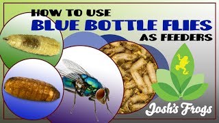 How to use Blue Bottle Flies As Feeders [upl. by Sheley]