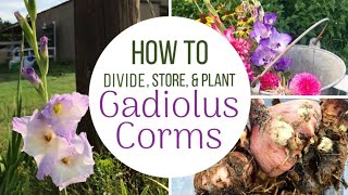 How To Plant Divide and Store Gladiolus Bulbs  Corms [upl. by Anigal]