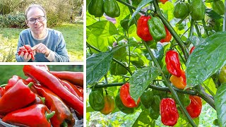 Growing Peppers from Sowing to Harvest [upl. by Tomasina989]