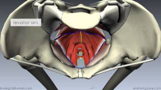 Pelvic Floor Part 1  The Pelvic Diaphragm  3D Anatomy Tutorial [upl. by Rahas]