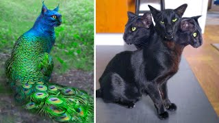 15 Abnormally Strange Cats That Actually Exist [upl. by Leirza]