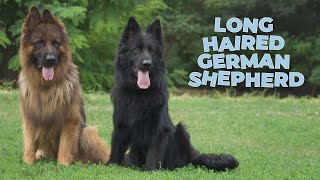 Long Haired German Shepherd Dog Breed Information 101 [upl. by Eizle711]