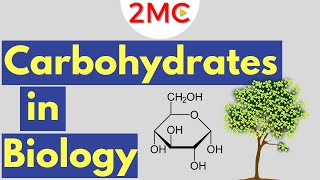 Carbohydrates  Biological Molecules Simplified 1 [upl. by Nospmas]