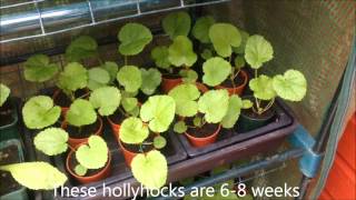 hollyhocks from seed Successful propagation Tips and Help [upl. by Dorice]