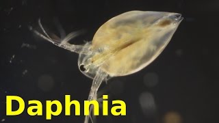 Daphnia [upl. by Gehlbach]