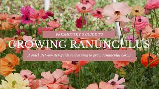 GROWING RANUNCULUS FROM START TO FINISH HOW TO PLANT RANUNCULUS CORMS in BOTH SPRING AND FALL [upl. by Janaye271]