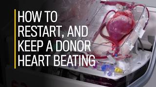 How to restart and keep a donor heart beating [upl. by Thirzi874]