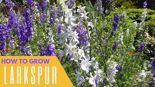 How To Grow Larkspur  Colorful Gardener [upl. by Eilata]