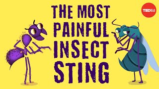 The world’s most painful insect sting  Justin Schmidt [upl. by Dorene]