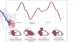 Jugular Venous Pressure Curve JVP [upl. by Jeffrey]