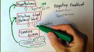 Endocrine system 4 Homeostasis acheived by negative feedback [upl. by Farhsa]