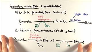 A2 Biology  Anaerobic respiration OCR A Chapter 185 [upl. by Ruggiero]