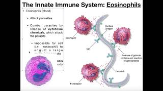 The Role of the Eosinophil in COPD [upl. by Fennie]