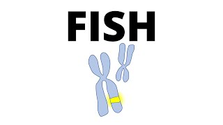 Fluorescent In Situ Hybridization FISH in 1 minute [upl. by Ansley]