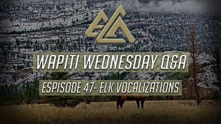 Understanding Elk Vocalizations Sounds amp Bugles [upl. by Adoh]