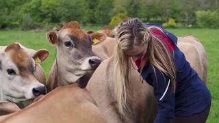 Discover Jersey Dairy and our Islands herd [upl. by Ludie55]