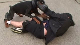 Doberman Attack Training K91com [upl. by Yenetruoc]