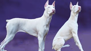 12 Things You Didn’t Know about the White Doberman [upl. by Wu118]