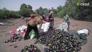 L’agroécologie porte ses fruits au Sénégal [upl. by Kittie]