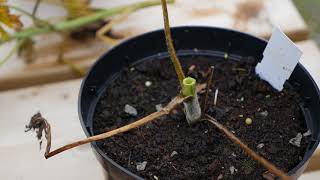 Delphinium Pruning after flowering in July UK [upl. by Airotna]