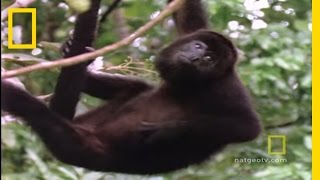 Howler Monkeys  National Geographic [upl. by Keemahs]