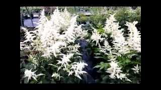 Best Perennials  Astilbe Deutschland False Spirea [upl. by Anauj]