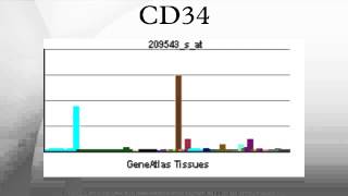 CD34 [upl. by Bodi583]