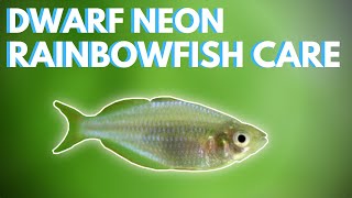 How to Care for Dwarf Neon Rainbowfish Praecox [upl. by Keelin899]