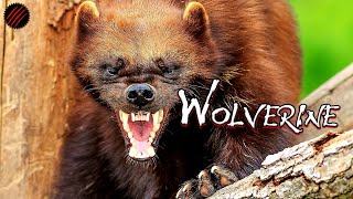 Is a Wolverine the Perfect Predator Takes Whatever It Wants [upl. by Spatola517]