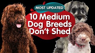 Top 10 Medium Size Dog Breeds That Dont Shed MOST UPDATED [upl. by Oterol283]