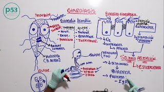 PARASITOLOGIA  Giardia Lamblia [upl. by Irbmac]