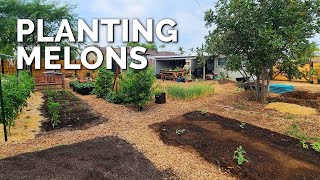 Planting Watermelons and Cantaloupes [upl. by Remark]