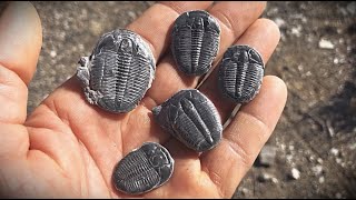 Fossil Digging for 500 Million Year Old Trilobites in Utah [upl. by Chemush820]