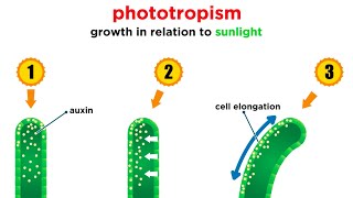 Mechanisms of Plant Growth [upl. by Cesya]