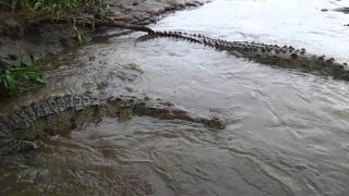 crocodile attacks boat up close [upl. by Heilner]