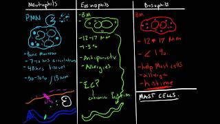 Immunology  Granulocytes Function Neutrophils Basophils Eosinophils [upl. by Akinal]