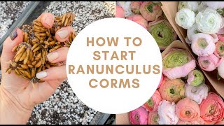 How To Pre Sprout Ranunculus Corms  Planting Ranunculus  Ranunculus Bulbs  Flower Farming [upl. by Anatolio]