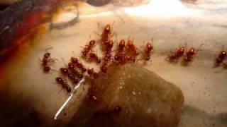 The Story of My Ant Colony Myrmica rubra [upl. by Ranit]