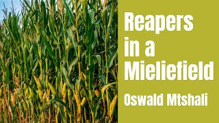 Reapers in a Mieliefield by Oswald Mbuyiseni Mtshali ANALYSIS 🌽 [upl. by Asusej]