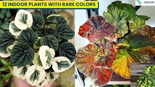 12 INDOOR PLANTS WITH RARE COLORS [upl. by Kcyrred]