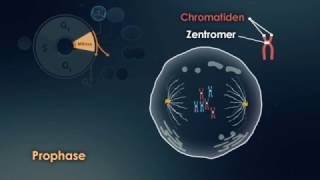 Mitose und Meiose [upl. by Airpac]