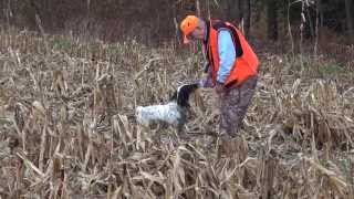 Pheasant Hunting with Pointers in Pennsylvania [upl. by Amadeus]